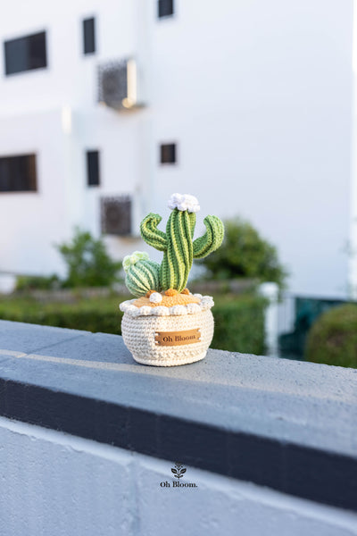 Crochet Cactus Pot In sunset