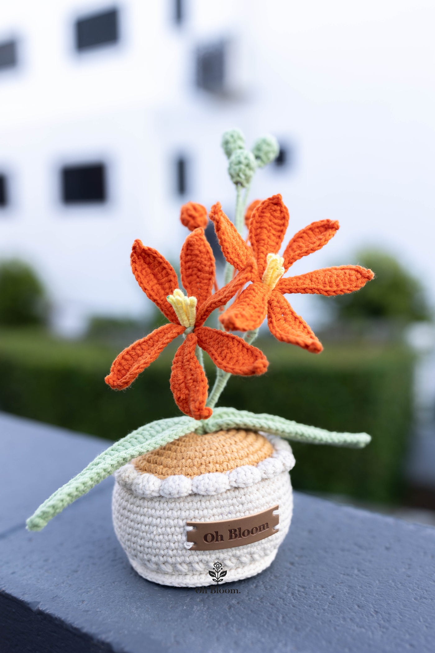 Crocosmia Pot