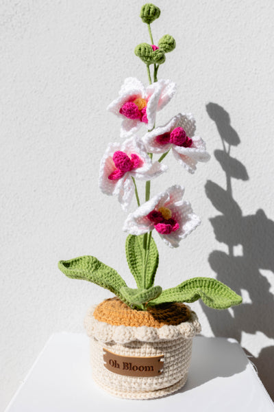 Moth Orchid - The Elegant Serenity