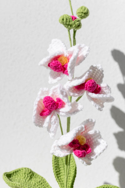 Moth Orchid - The Elegant Serenity