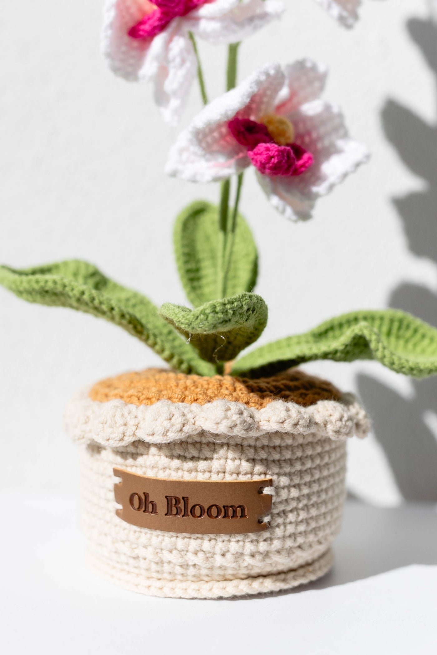 Moth Orchid - The Elegant Serenity