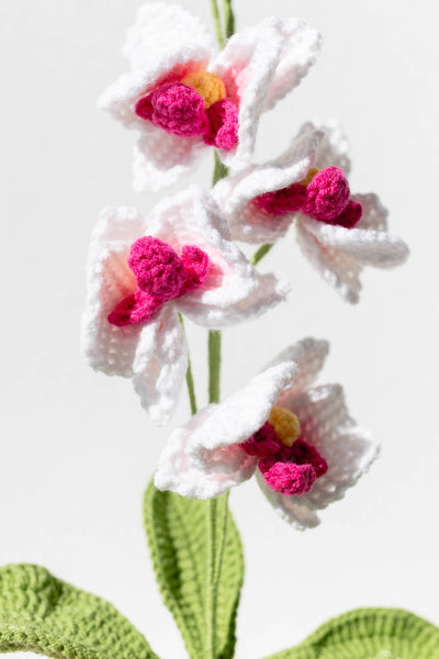 Moth Orchid - The Elegant Serenity