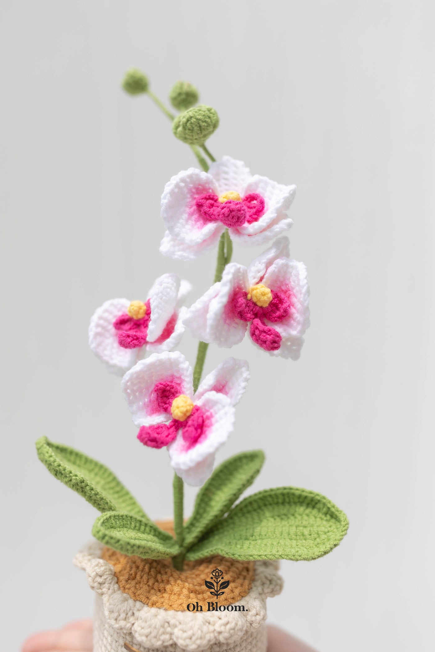 Moth Orchid