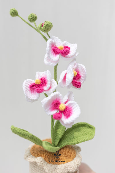 Moth Orchid