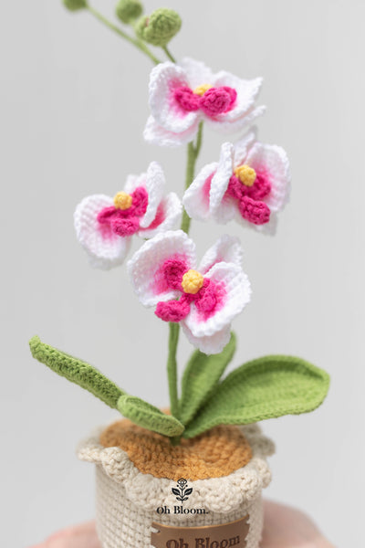 Moth Orchid